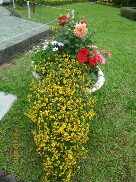 士林官邸公園：士林官邸【2012 手舞菊蹈】開展