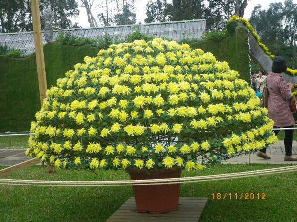 士林官邸公園：士林官邸【2012 手舞菊蹈】開展