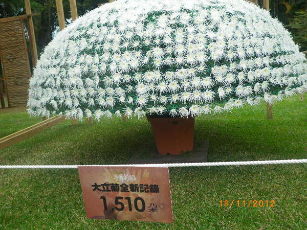 士林官邸公園：士林官邸【2012 手舞菊蹈】開展