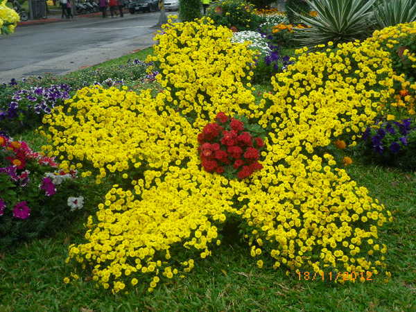 士林官邸公園：士林官邸【2012 手舞菊蹈】開展