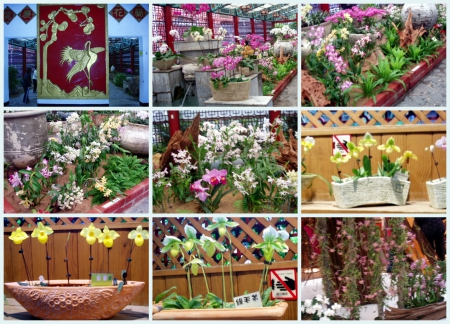 士林官邸公園:陸胞最愛景點【士林官邸】雨中賞花