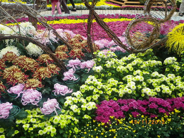 士林官邸公園：士林官邸【2012 手舞菊蹈】開展