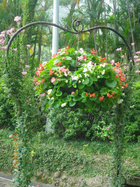 士林官邸公園：士林官邸【2012 手舞菊蹈】開展