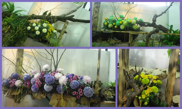 士林官邸公園：士林官邸【2012 手舞菊蹈】開展