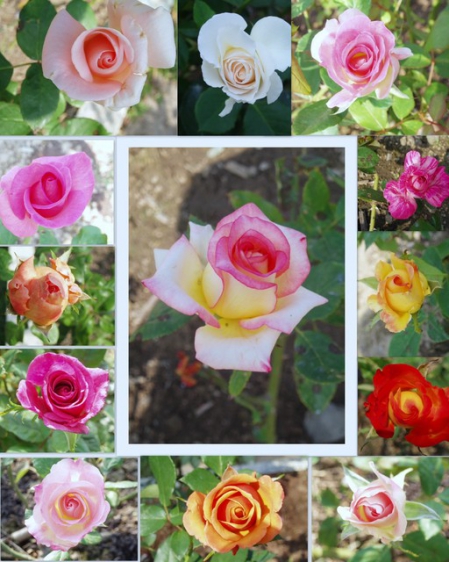 士林官邸公園：2009士林官邸【花博展～共香盛菊】