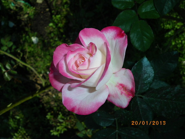 士林官邸：士林官邸正館˙關鍵年代看風雲