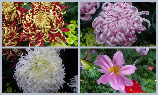 士林官邸公園：士林官邸【2012 手舞菊蹈】開展