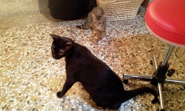 貓門咖啡 Cafe' Moment：【台南中西區─美食】貓門咖啡-超強實力的拉花咖啡