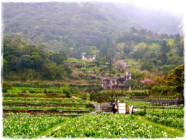 陽明山竹子湖賞海芋日式茶點甘味處