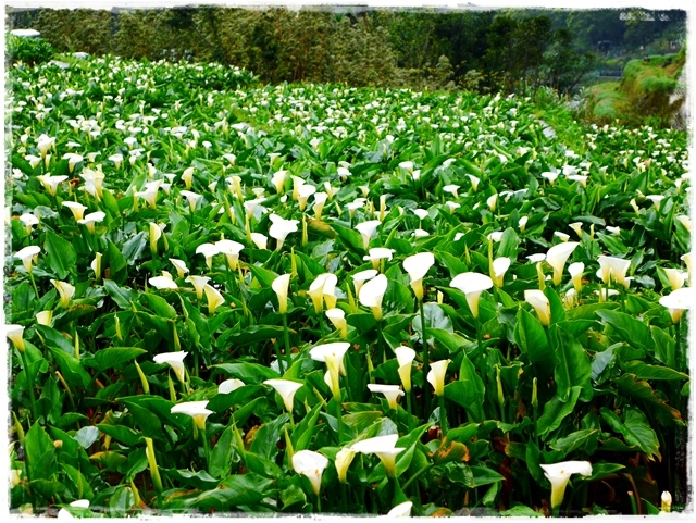 陽明山竹子湖賞海芋日式茶點甘味處