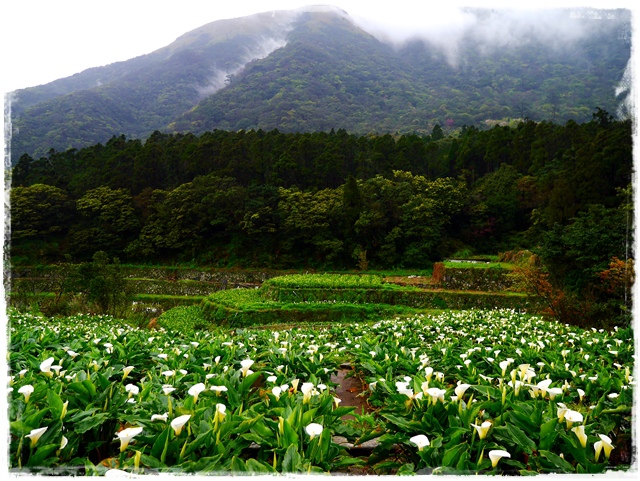 陽明山竹子湖賞海芋日式茶點甘味處