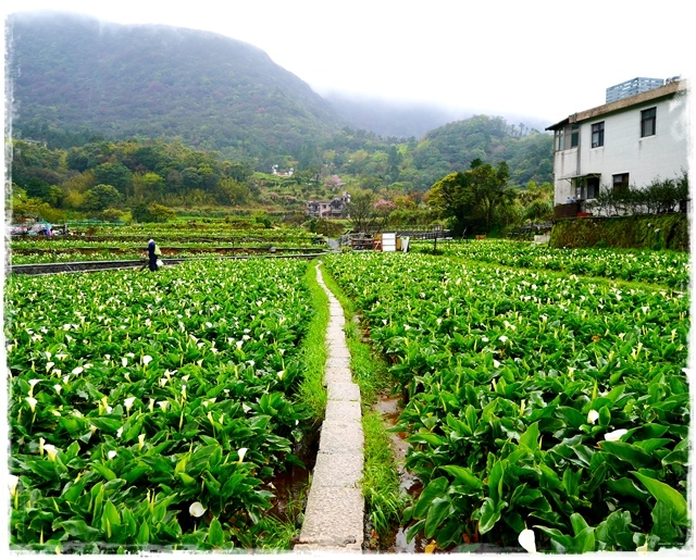 陽明山竹子湖賞海芋日式茶點甘味處