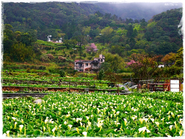 陽明山竹子湖賞海芋日式茶點甘味處