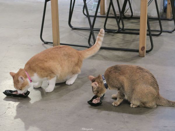 Toast Chat：台北 捷運站國父紀念館站 Toast Chat~超好吃微漾蛋液法式吐司[抽Anna sui小香水]