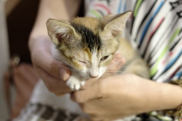 Toast Chat:口碑券-就像回到家一樣悠哉-TOAST CHAT