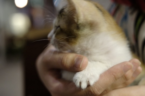 Toast Chat:口碑券-就像回到家一樣悠哉-TOAST CHAT