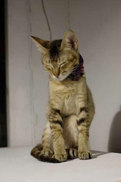 Toast Chat:口碑券-就像回到家一樣悠哉-TOAST CHAT