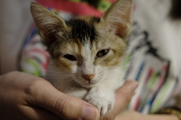 Toast Chat:口碑券-就像回到家一樣悠哉-TOAST CHAT