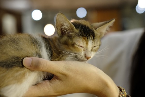 Toast Chat:口碑券-就像回到家一樣悠哉-TOAST CHAT