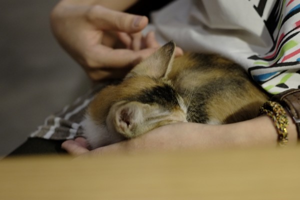 Toast Chat:口碑券-就像回到家一樣悠哉-TOAST CHAT