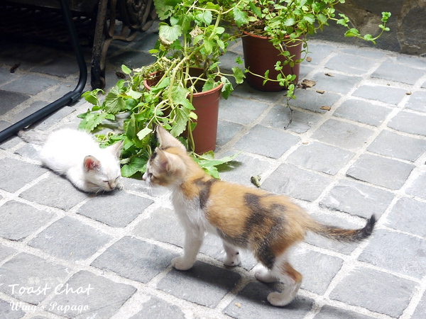 Toast Chat: 與貓咪們的美食約會。『Toast Chat』體驗