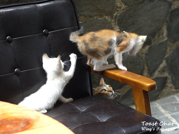 Toast Chat: 與貓咪們的美食約會。『Toast Chat』體驗