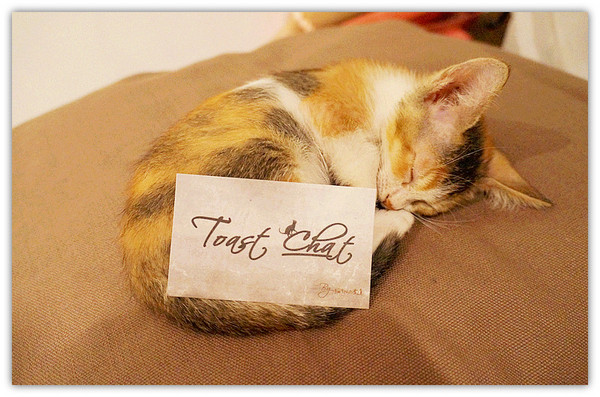 Toast Chat：國父紀念館站♬流溢的水波蛋、融你心冰淇淋法式吐司，午茶時光一起找貓咪店長來聊天吧！ Toast Chat