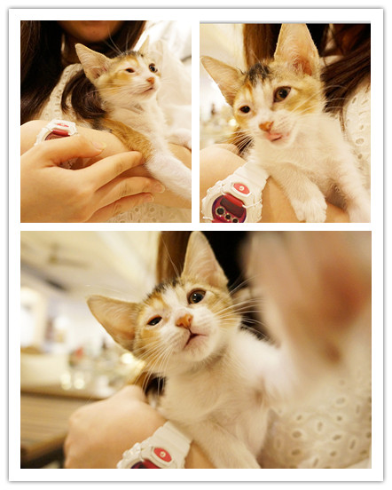 Toast Chat：國父紀念館站♬流溢的水波蛋、融你心冰淇淋法式吐司，午茶時光一起找貓咪店長來聊天吧！ Toast Chat