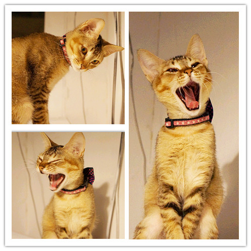 Toast Chat：國父紀念館站♬流溢的水波蛋、融你心冰淇淋法式吐司，午茶時光一起找貓咪店長來聊天吧！ Toast Chat