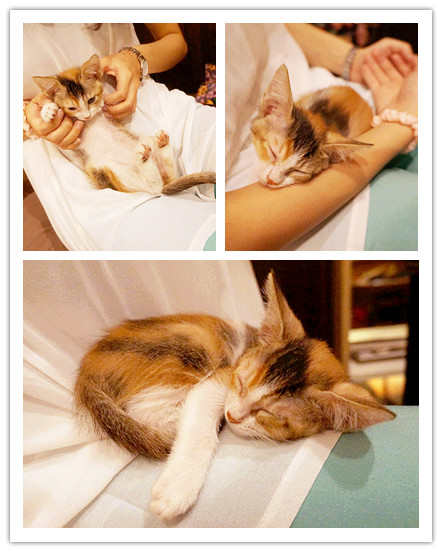 Toast Chat：國父紀念館站♬流溢的水波蛋、融你心冰淇淋法式吐司，午茶時光一起找貓咪店長來聊天吧！ Toast Chat