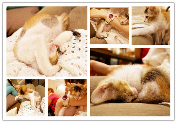 Toast Chat：國父紀念館站♬流溢的水波蛋、融你心冰淇淋法式吐司，午茶時光一起找貓咪店長來聊天吧！ Toast Chat