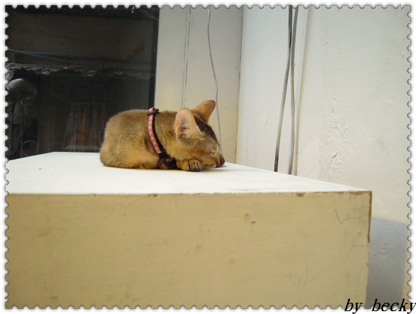 Toast Chat:TOAST CHAT~與可愛貓咪共享夜晚及美食