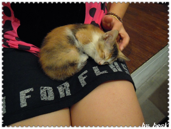 Toast Chat:TOAST CHAT~與可愛貓咪共享夜晚及美食