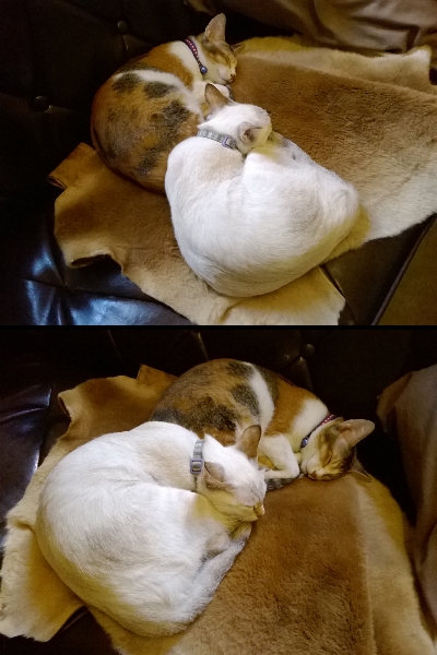 Toast Chat:201311232255Taost Chat~小貴但頗好吃ㄉ水波蛋!!!