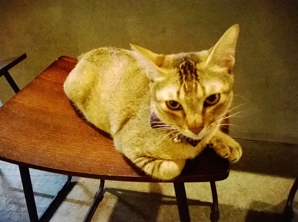 Toast Chat:201311232255Taost Chat~小貴但頗好吃ㄉ水波蛋!!!