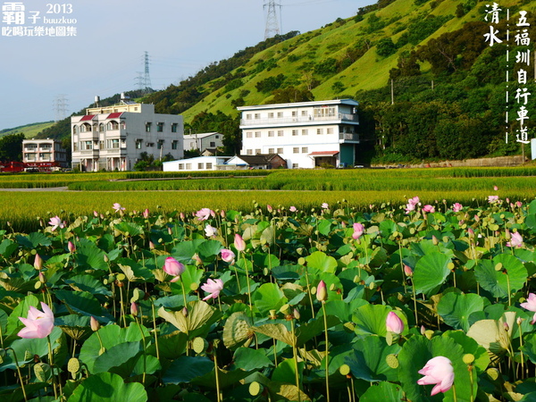 五福圳自行車道：清水。五福圳自行車道，騎著單車去賞荷 ～