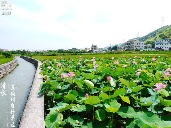 五福圳自行車道：清水。五福圳自行車道，騎著單車去賞荷 ～