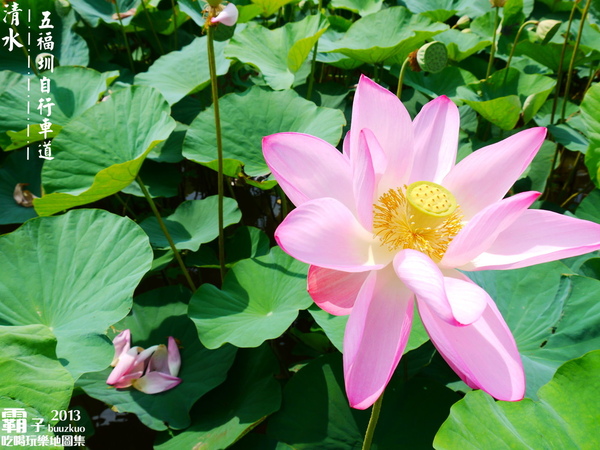 五福圳自行車道：清水。五福圳自行車道，騎著單車去賞荷 ～