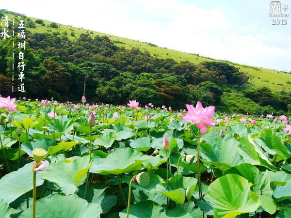 五福圳自行車道：清水。五福圳自行車道，騎著單車去賞荷 ～