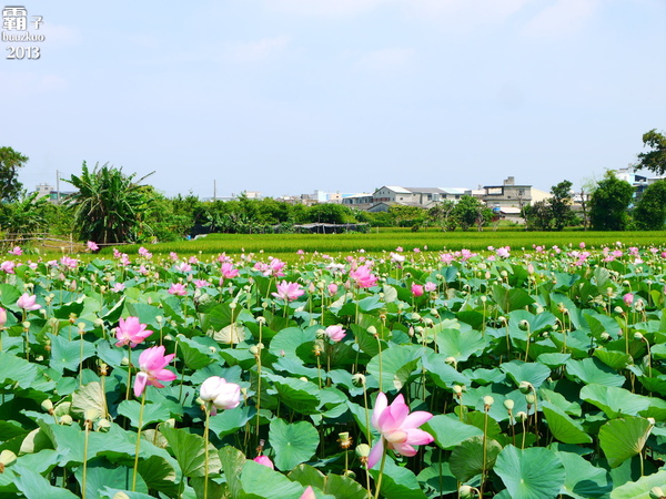 五福圳自行車道：清水。五福圳自行車道，騎著單車去賞荷 ～