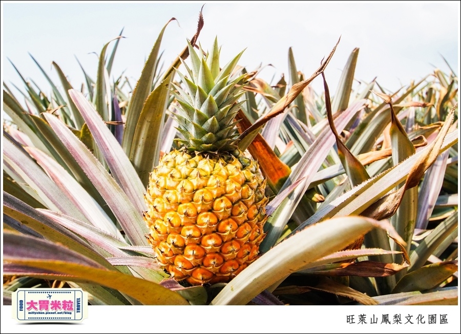 嘉義民雄旺萊山鳳梨酥文化園區@嘉義民雄必玩景點推薦@大胃米粒0062.jpg