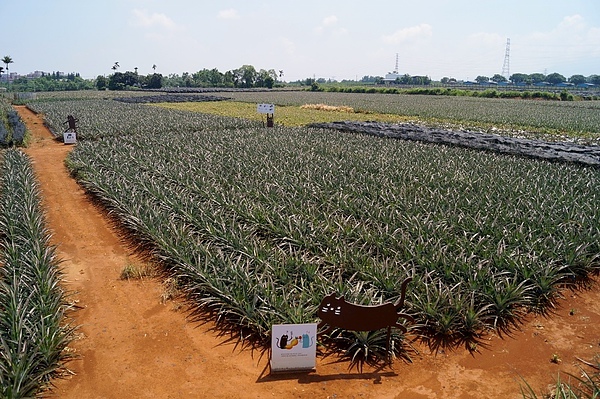 DSC03881 (800x532).jpg