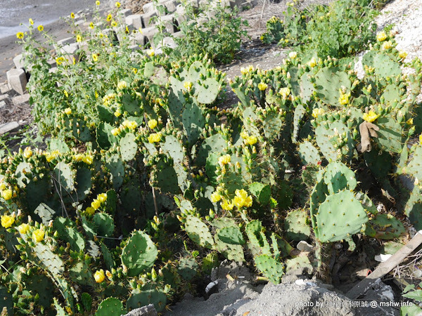 乳牛彩繪村：【景點】彰化Fubow Wetland 福寶濕地-教育生態園區&乳牛彩繪村@福興福寶村 : 海賊王山寨風彩繪, 記得做好防曬喔…