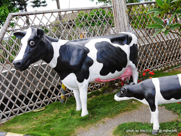 乳牛彩繪村：【景點】彰化Fubow Wetland 福寶濕地-教育生態園區&乳牛彩繪村@福興福寶村 : 海賊王山寨風彩繪, 記得做好防曬喔…