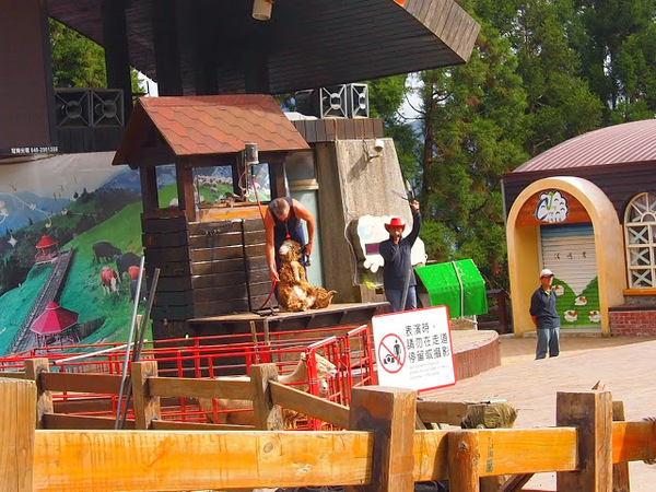 好雞婆土雞城:【食記】【景點】南投好雞婆土雞城&聚彩園休閒山莊@仁愛清境農場 : 與鳳凰共眠~清境山城兩天一夜小旅行! 擺夷料理好吃耶^^