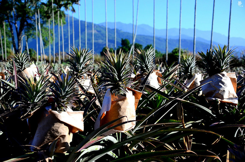 Bon Bon Hair X 台東景點推薦 (98)