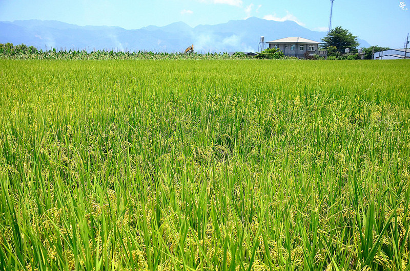 Bon Bon Hair X 台東景點推薦 (25)