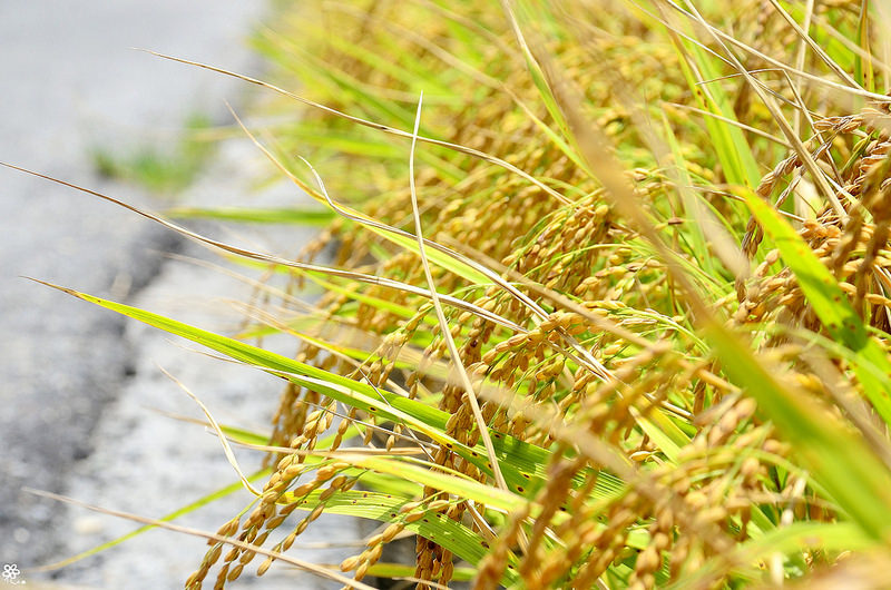 Bon Bon Hair X 台東景點推薦 (39)