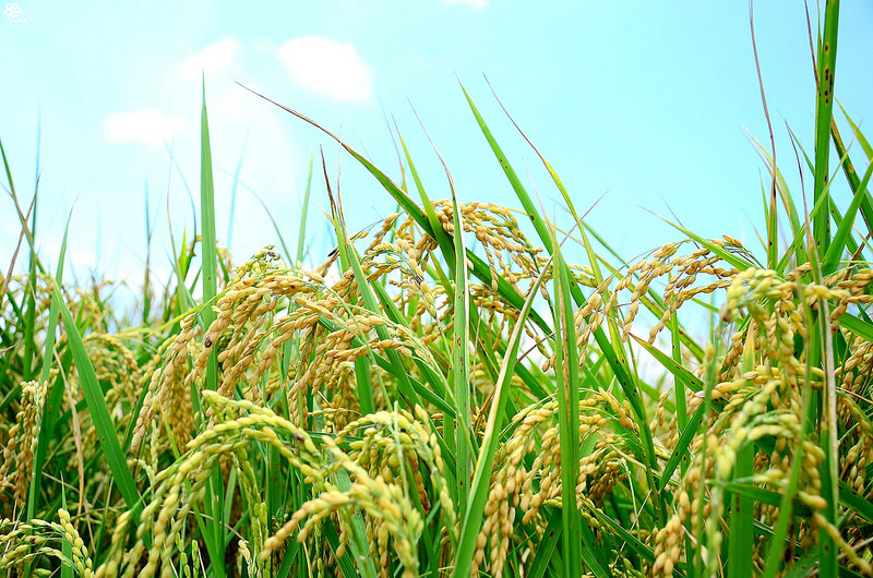 Bon Bon Hair X 台東景點推薦 (33)