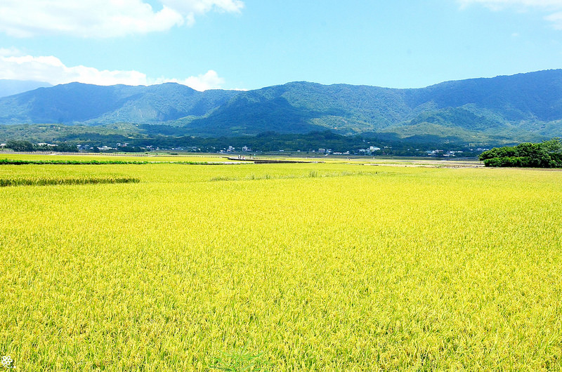 Bon Bon Hair X 台東景點推薦 (37)